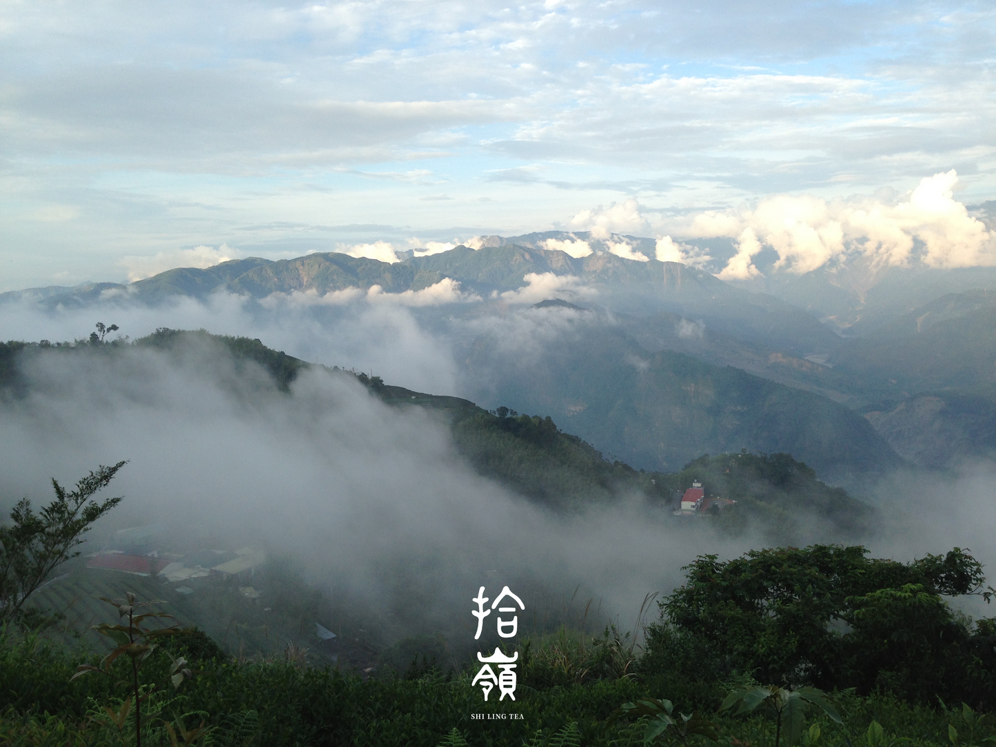 [拾嶺 x Gohobi] Région du thé de Lishan - Thé Qingxin Oolong 梨山｜青心烏龍