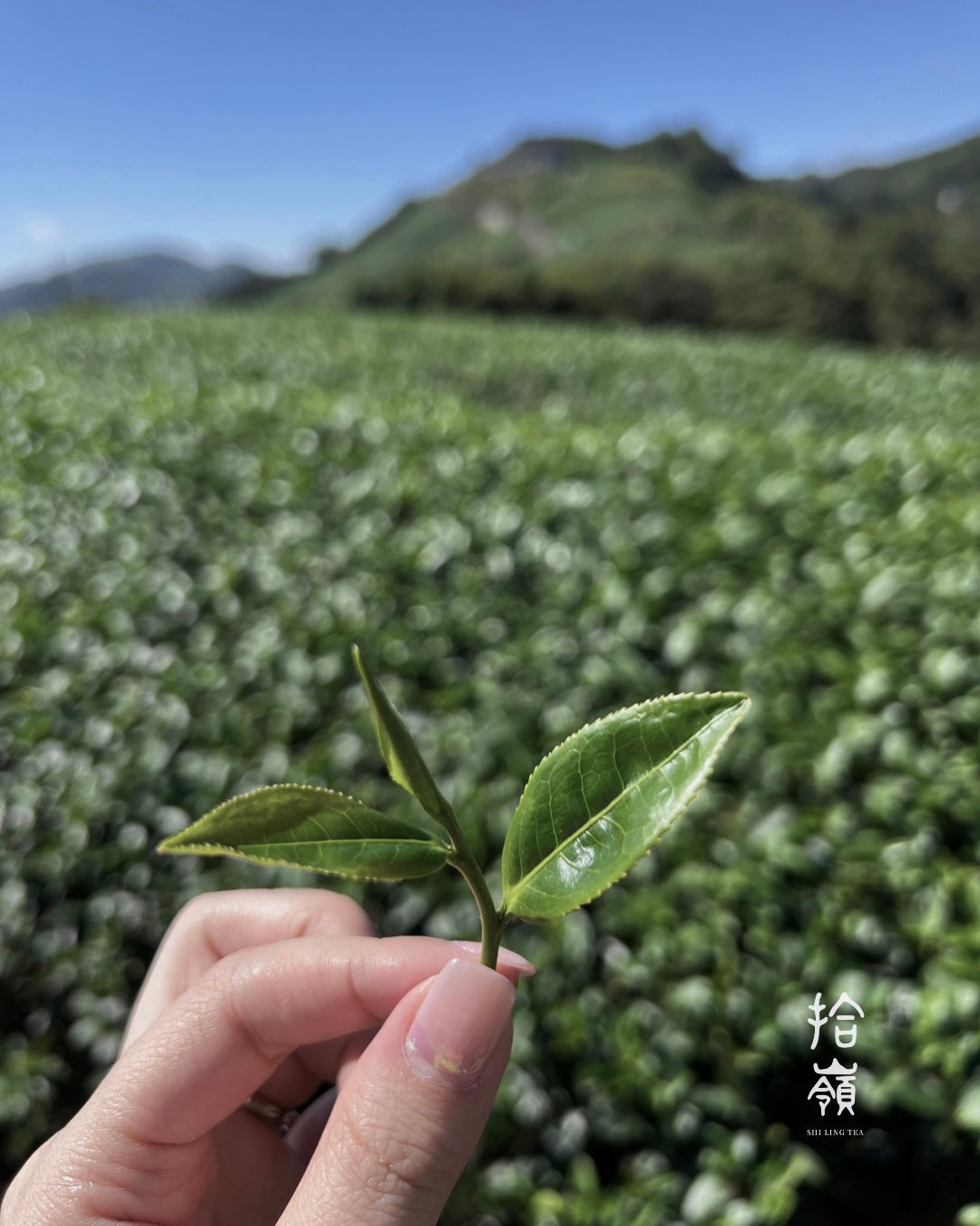 [拾嶺 x Gohobi] 梅山碧湖/瑞峰金軒烏龍茶 梅山碧湖/瑞峰 | 金萱