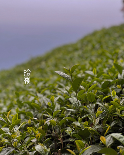 【拾嶺 x Gohobi】梅山樟樹湖清心烏龍茶梅山樟樹湖｜青心烏龍